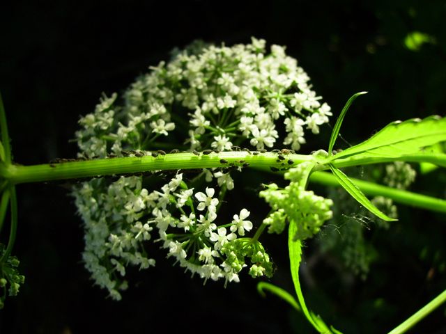 Aegopodium podagraria (Herbe aux goutteux) - Tige et pucerons