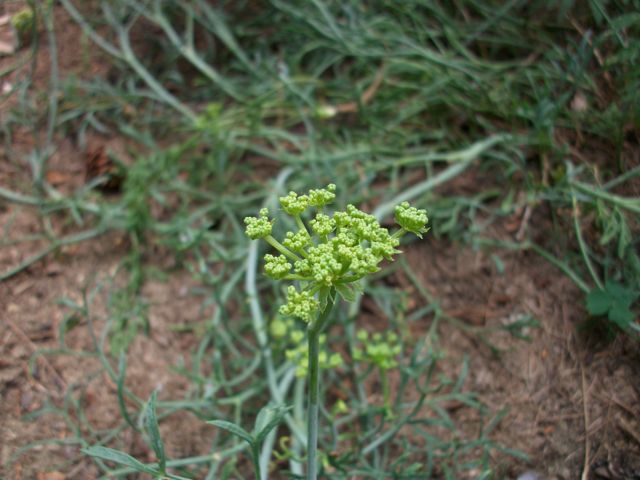 Crithmum maritimum (Criste-marine)