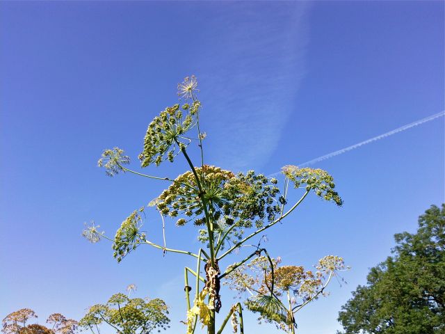 Heracleum mantegazzianum (Berce du Caucase) - Ombelles