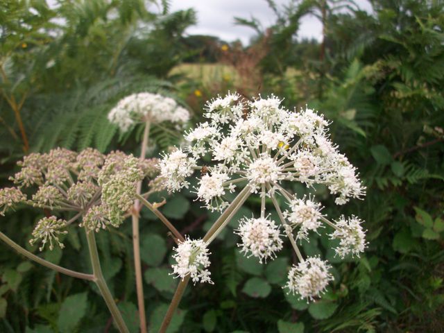 Angelica sylvestris (Angélique sylvestre) - Fleurs