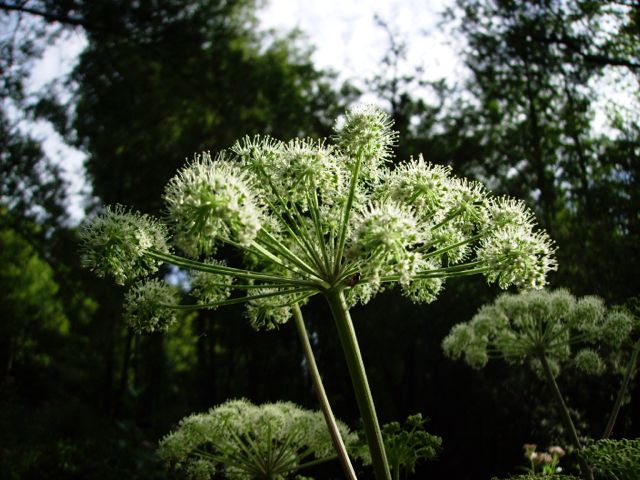 Angelica sylvestris (Angélique sylvestre) - Bois