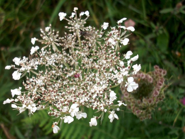 Daucus carotta (Carotte sauvage) - Ombelle