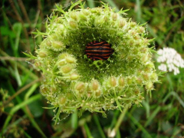 Daucus carotta (Carotte sauvage) - Punaise arlequin