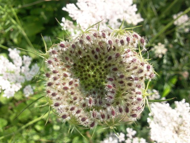 Daucus carotta (Carotte sauvage) - Punaise arlequin