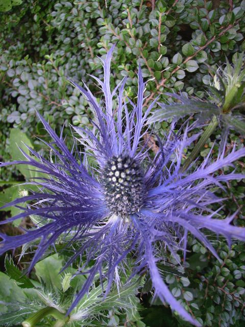 Eryngium alpinum (Chardon bleu des Alpes)