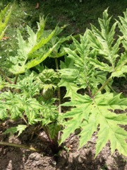 Heracleum mantegazzianum (Berce du Caucase) - Feuilles