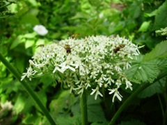 Heracleum sphondylium (Berce commune) - Détail