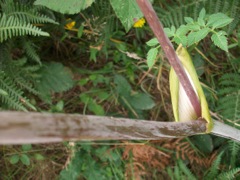 Angelica sylvestris (Angélique sylvestre) - Tiges