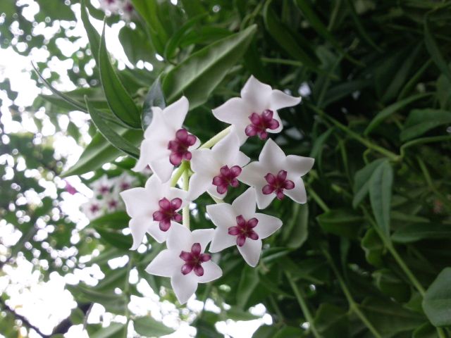 Hoya dickasoniana - Fleurs et feuilles