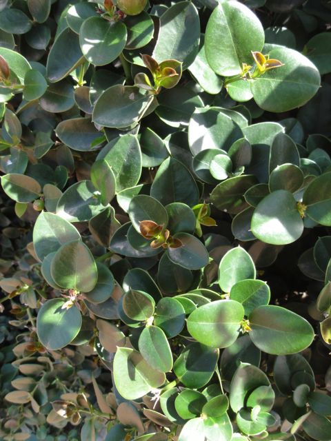 Carissa macrocarpa (Prunier du natal) - Feuillage