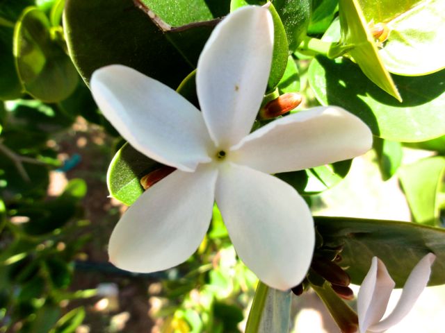 Carissa macrocarpa (Prunier du natal) - Fleur