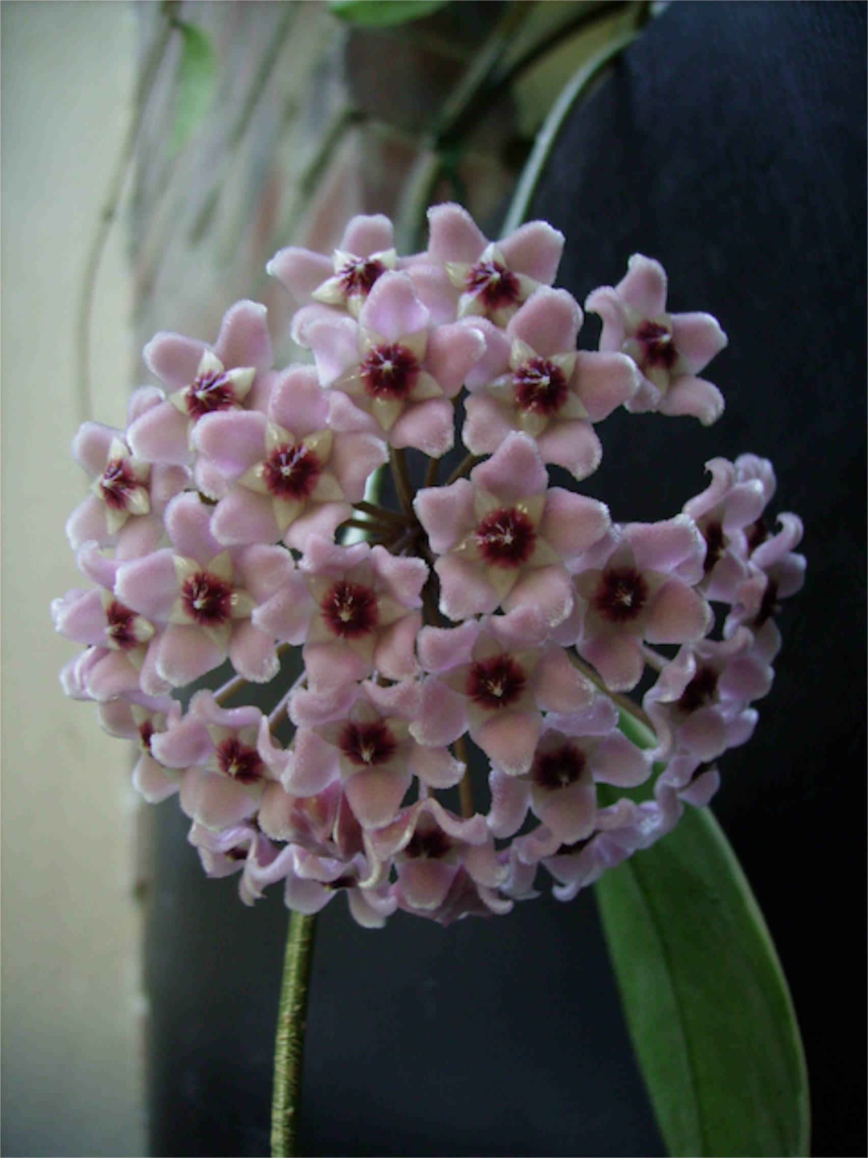 Hoya carnosa 'variegata' - Capitule