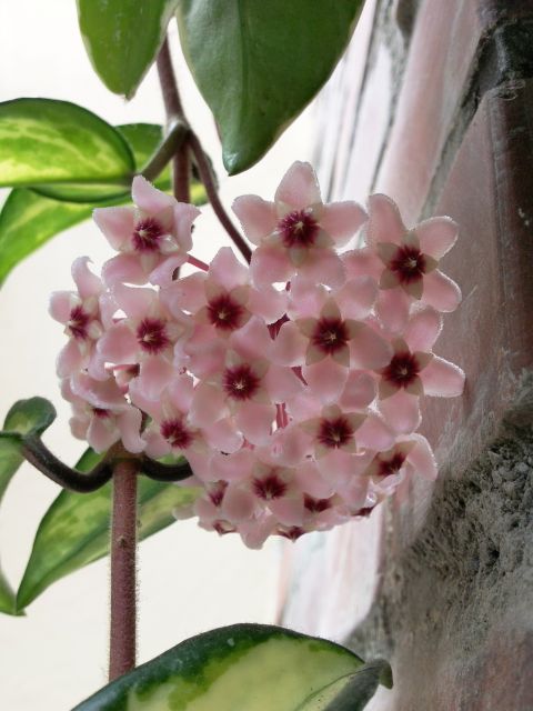 Hoya carnosa 'variegata' - Liane
