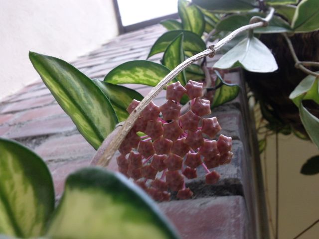 Hoya carnosa 'variegata' - Boutons