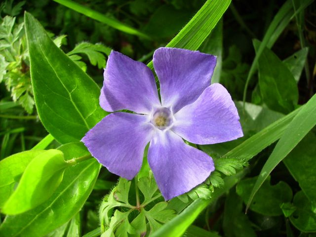 Vinca (Pervenche)