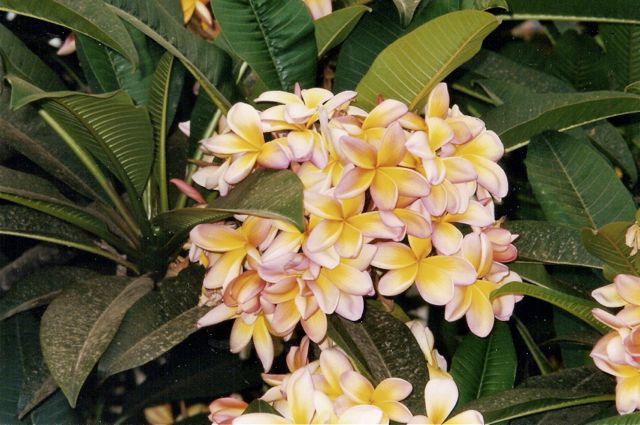 Plumeria alba (Frangipanier)