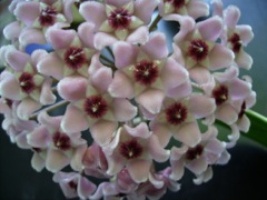 Hoya carnosa 'variegata' - Fleur