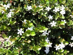 Carissa macrocarpa (Prunier du natal) - Arbuste