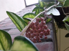 Hoya carnosa 'variegata' - Boutons