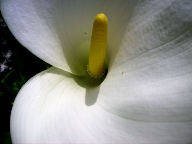 Zantedeschia aethiopica - Spadice