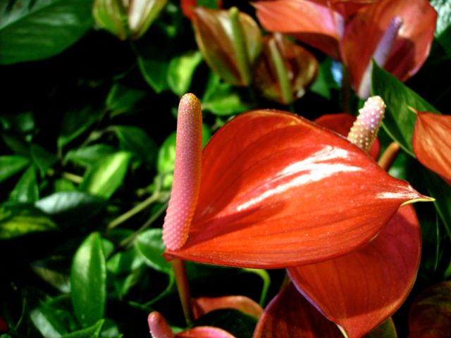 Anthurium - Rouge