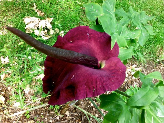 Dracunculus vulgaris