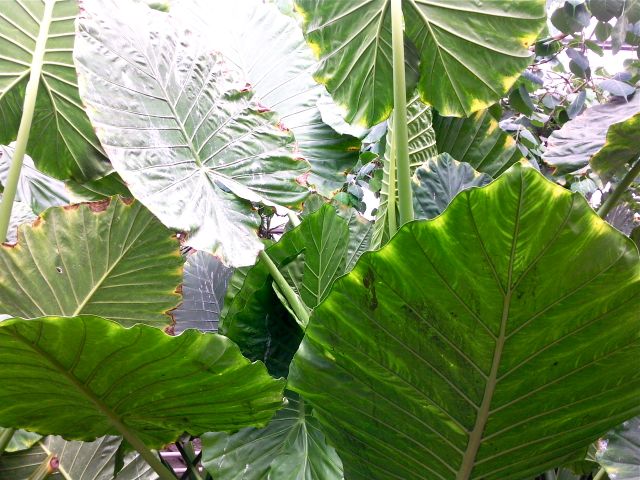 Alocasia macrorrhiza - Feuilles