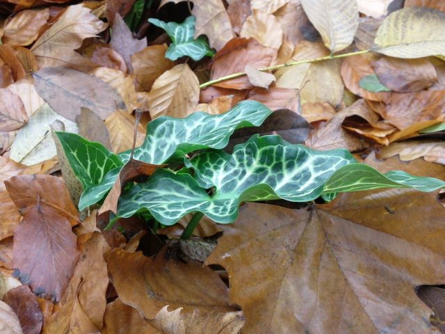 Arum italicum (Arum d'Italie) - Feuilles