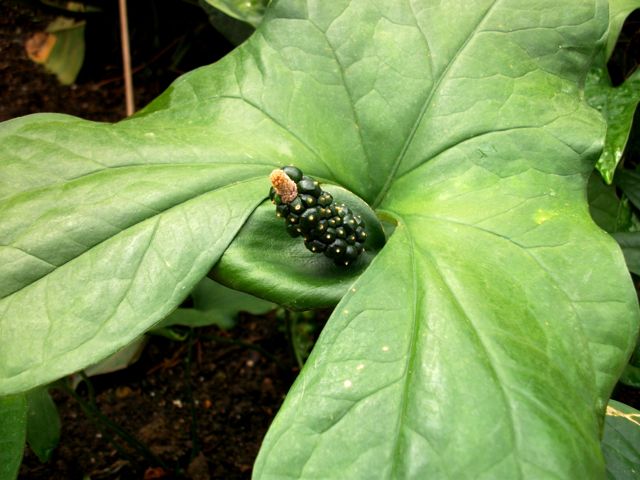 Nephthytis poissonii - Fruits verts