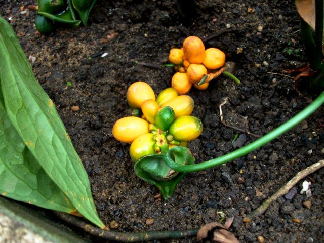 Nephthytis poissonii - Fruits jaunes