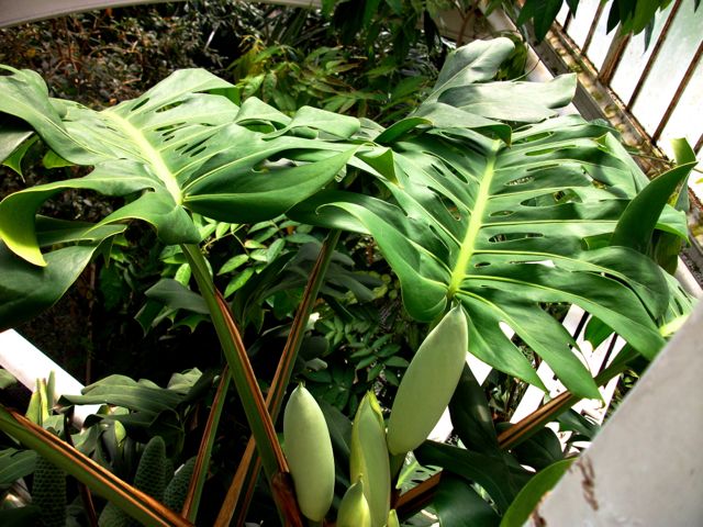 Monstera deliciosa - Feuilles et fruits