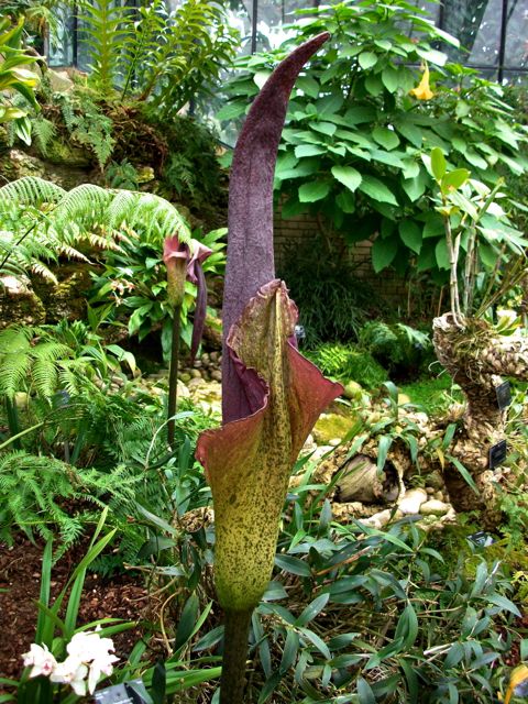 Arums et orchidées