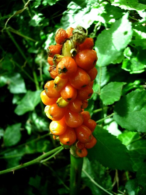 Fruits rouges du Gouet