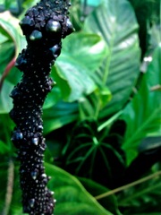Fruits sur le spadice noir