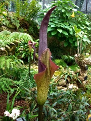 Arums et orchidées