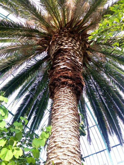 Phoenix canariensis  (Dattier des canaries) - Stipe