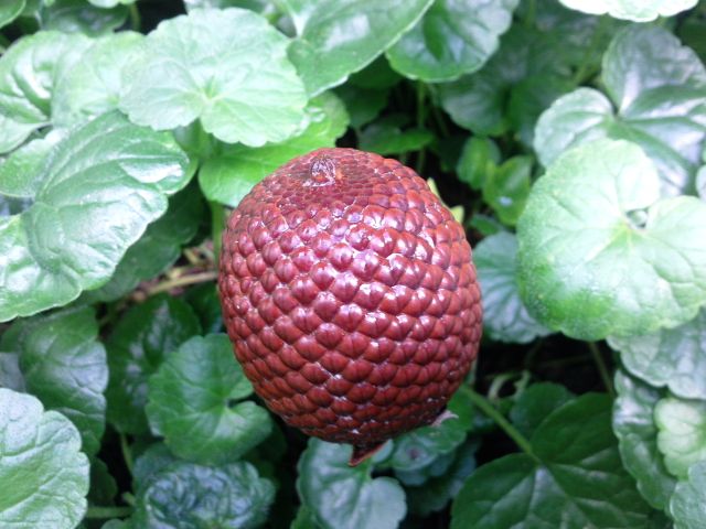 Mauritia flexuosa (Palmier-bâche) - Fruit