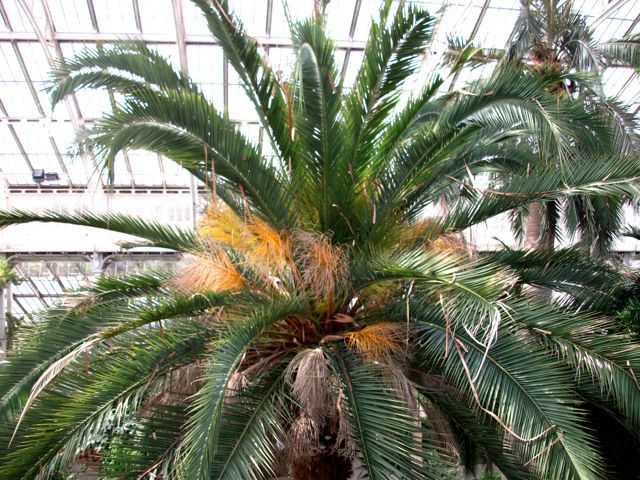 Phoenix canariensis (Dattier des canaries) - cyme