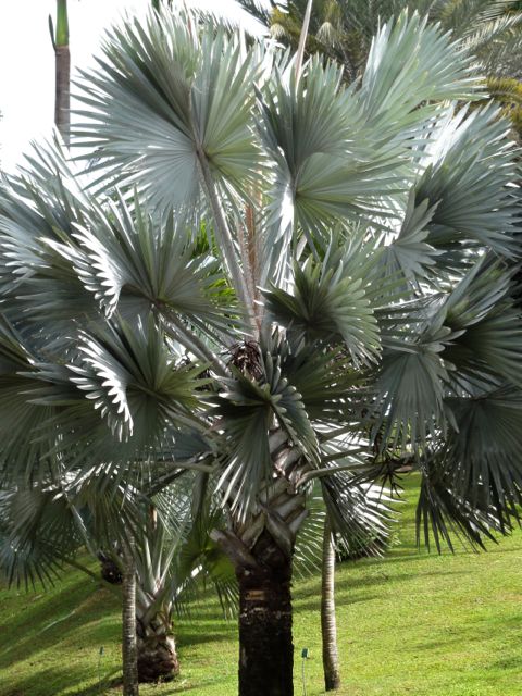 Bismarckia nobilis (Latanier blanc)