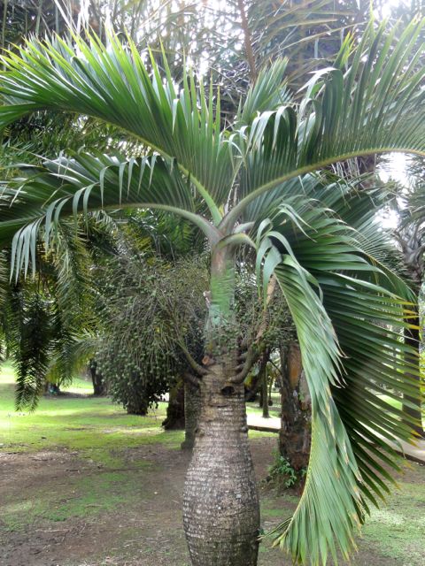 Hyphorbe spp. (Palmier bouteille)