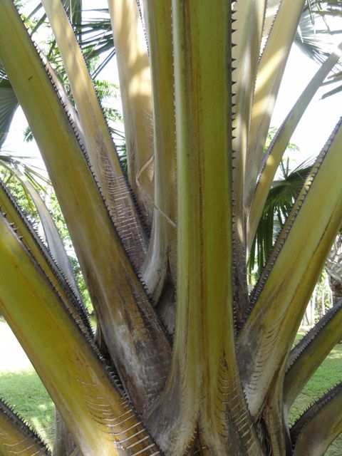 Corypha elata (Palmier elata)