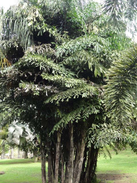 Caryota mitis (Palmier à queue de poisson, Palmier Celeri)