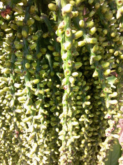 Caryota mitis (Palmier queue de poisson)