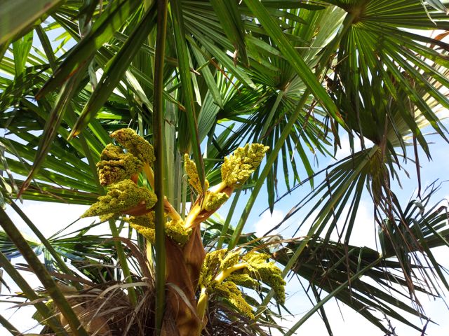 Trachycarpus fortunei (Palmier de Chine) - Inflorescences