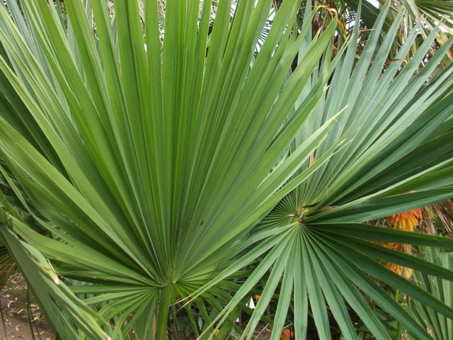 Brahea edulis