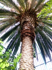 Phoenix canariensis  (Dattier des canaries) - Stipe