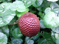 Mauritia flexuosa (Palmier-bâche) - Fruit
