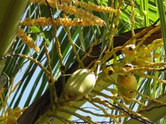 Cocos nucifera (Cocotier) - Fleurs et fruits