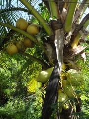 Cocos nucifera (Cocotier)