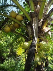 Cocos nucifera